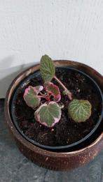 Saxifraga stolonifera en Saxifraga variegata, Huis en Inrichting, Kamerplanten, Overige soorten, Minder dan 100 cm, Ophalen of Verzenden