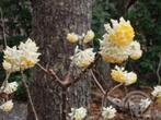 Edgeworthia chrys. 'Grandiflora' Papierstruik Geurend Winter, Ophalen of Verzenden, Struik