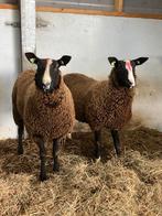 Schapen, Dieren en Toebehoren, Vrouwelijk, Schaap