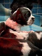 Engelse Cockerspaniel pups, 8 tot 15 weken, CDV (hondenziekte), Meerdere, Meerdere dieren
