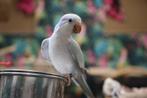 Baby Muisparkieten | Getest | Jonkies | Makkelijk tam, Meerdere dieren, Parkiet, Pratend