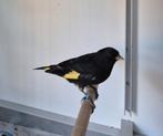 Zwarte sijs man september 2024 met dna papieren., Dieren en Toebehoren, Mannelijk, Tropenvogel