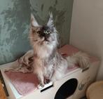 Maine Coon kätzin, Dieren en Toebehoren, Katten en Kittens | Raskatten | Langhaar, Poes, Gechipt, 0 tot 2 jaar