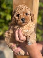Mini labradoodle pups mini doodle, Dieren en Toebehoren, Honden | Chihuahua's en Gezelschapshonden, Overige rassen, CDV (hondenziekte)