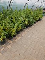 Grootbladige laurier . Potgekweekt dus geen terugval., Tuin en Terras, Planten | Tuinplanten, Vaste plant, Halfschaduw, Lente