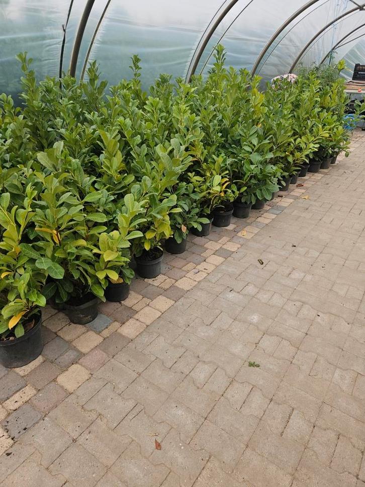 Grootbladige laurier . Potgekweekt dus geen terugval., Tuin en Terras, Planten | Tuinplanten, Vaste plant, Overige soorten, Halfschaduw