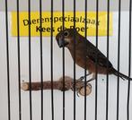 Mooie twatwa jongman, Dieren en Toebehoren, Meerdere dieren, Geringd