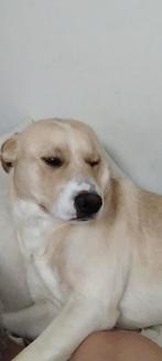 Goed tehuis gezocht, Dieren en Toebehoren, Honden | Niet-rashonden, Rabiës (hondsdolheid), Reu, 1 tot 2 jaar, Eén hond