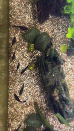 Blackmollys, Dieren en Toebehoren