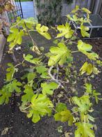 fruitbomen, Tuin en Terras, Planten | Fruitbomen, Ophalen, Volle zon, Vijgenboom, 100 tot 250 cm