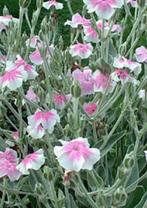 Stek, zaailing Prikneus wit/roze hart, Tuin en Terras, Planten | Tuinplanten, Ophalen, Zomer, Overige soorten