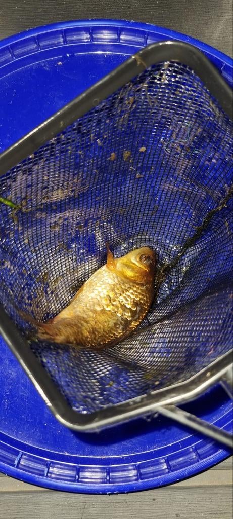 Giebel brons, Dieren en Toebehoren, Vissen | Vijvervissen, Karper of Koi