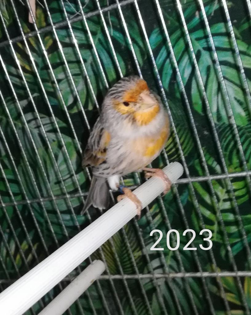 Kanarie man agaat rood mozaïek 2023 goede zanger, Dieren en Toebehoren, Vogels | Kanaries, Mannelijk, Kleurkanarie