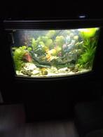 aquarium met panorama glas, Ophalen, Gebruikt, Gevuld zoetwateraquarium