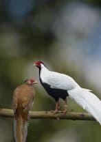 Zilverfazanten, Meerdere dieren, Overige soorten