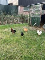 Wyandotte kriel 3 Kippen 1 Haan, Meerdere dieren, Kip
