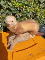 Opgezet dier, Verzamelen, Dierenverzamelingen, Ophalen of Verzenden, Zo goed als nieuw, Opgezet dier