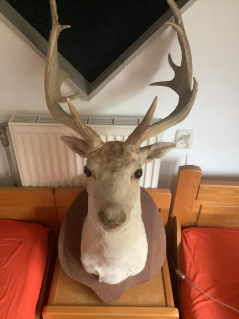 Prachtige grote hertenkop met intact gewei. TAXIDERMIE., Ophalen, Zo goed als nieuw, Hert, Gewei of Kop