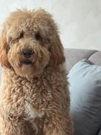 Hondenoppas gezocht in regio Zoetermeer, Particuliere oppas