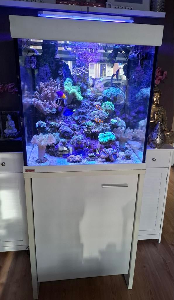 Zeeaquarium Compleet met alles, Dieren en Toebehoren, Ophalen, Gevuld zeewateraquarium