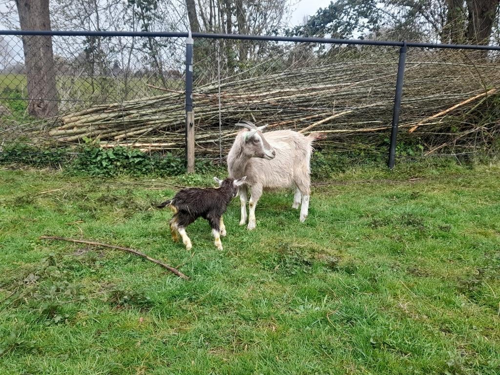 Nederlandse Toggenburgers, Meerdere dieren, Geit