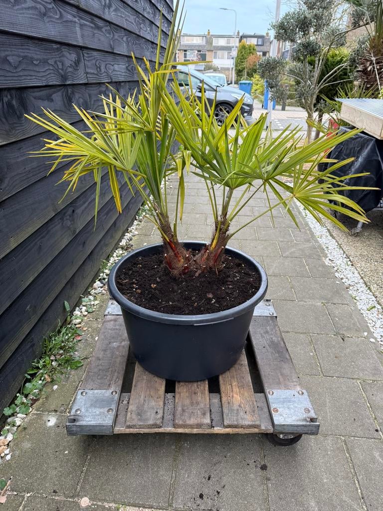 Dubbele stam fortunei palm winterhard, Volle zon, Bloeit niet, Ophalen of Verzenden, 100 tot 250 cm