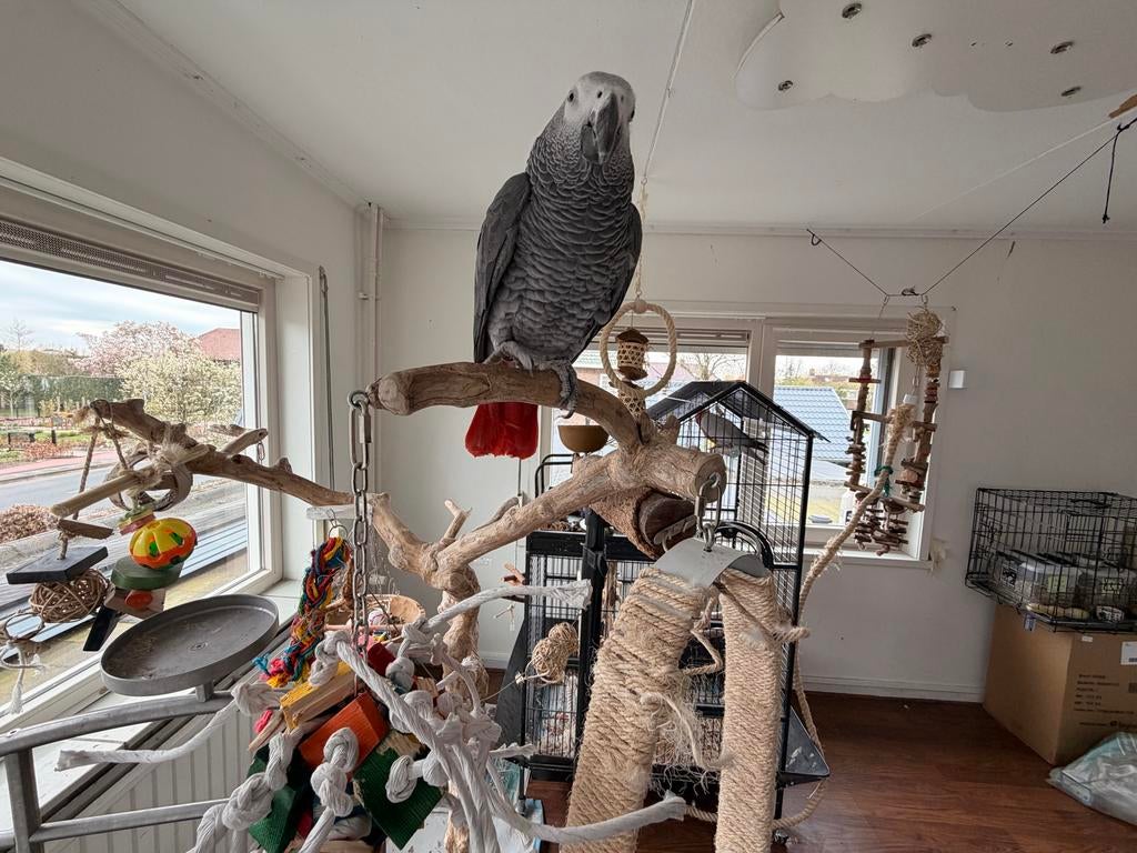Vogelhotel aan huis, Dieren en Toebehoren, Vogels | Parkieten en Papegaaien, Papegaai, Meerdere dieren