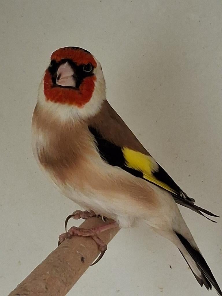 Te koop super mooie Grote Major Putter man is van 2025, Mannelijk, Wildzangvogel, Geringd