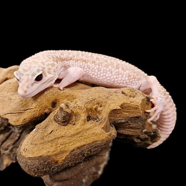 GEZOCHT: Luipaardgekko's, Dieren en Toebehoren, Reptielen en Amfibieën, Hagedis