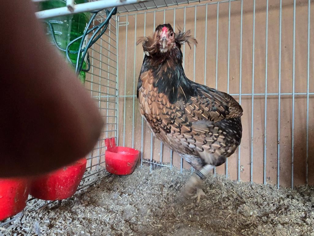 Grote Araucana kippen bolstaart wildkleur, Dieren en Toebehoren, Pluimvee, Meerdere dieren, Kip
