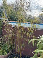 Gele Bamboe - 3 meter - Woekerend - €25, Tuin en Terras, Planten | Bomen, Ophalen, Bloeit niet, Halfschaduw, Overige soorten