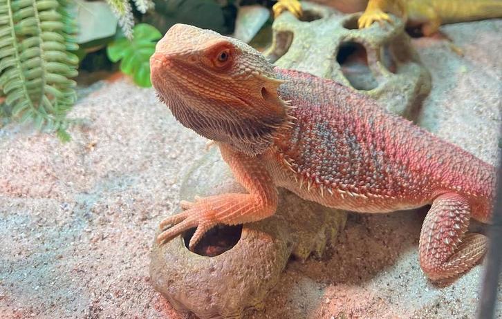 Baardagaam man Bearded Dragon - male for sale from d