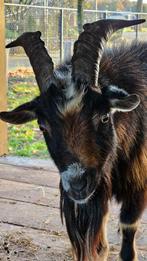 Bokken, Mannelijk, Geit