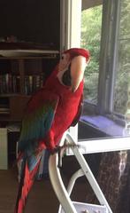 Papegaai groenvleugel pop - 2012, Dieren en Toebehoren, Vogels | Parkieten en Papegaaien, Vrouwelijk, Papegaai, Geringd