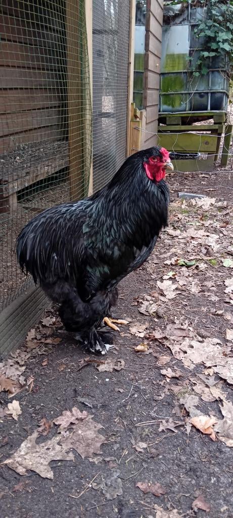 Brahma haan te koop., Mannelijk, Kip