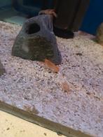 Cpo kreeftjes, Dieren en Toebehoren, Vis