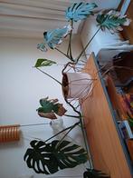 Gatenplant, Huis en Inrichting, Kamerplanten, Ophalen, Overige soorten, Halfschaduw, In pot