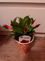 Dipladenia - Prachtige bloeiende klimplant, Tuin en Terras, Ophalen, Volle zon, Vaste plant, Klimplanten