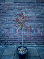 Japanse Esdoorn, Tuin en Terras, Planten | Bomen, Ophalen