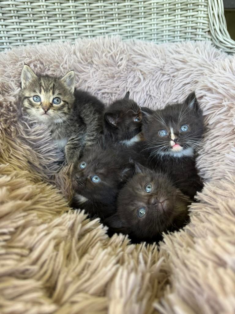 Europese korthaar x Noorse Boskat x Ragdoll kittens, Meerdere dieren, Kortharig, 0 tot 2 jaar
