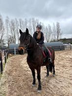 Bijrijdpaard gezocht omgeving ‘t Harde, Dieren en Toebehoren, Ophalen