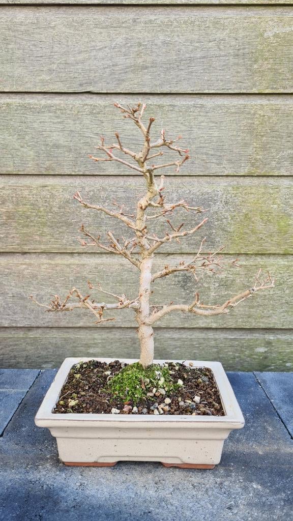 Punica Granatum pre-bonsai, Ophalen, Overige soorten, Volle zon