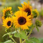 Zaadjes mini zonnebloem, Tuin en Terras, Bloembollen en Zaden, Ophalen of Verzenden, Voorjaar, Volle zon, Zaad