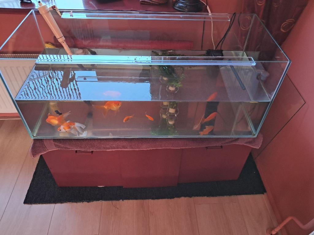 Aquarium met goudvissen en toebehoren, Dieren en Toebehoren, Vissen | Aquaria en Toebehoren, Ophalen, Gebruikt, Overige merken