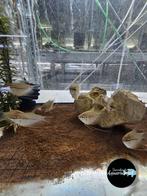 Trichopodus leerii - Diamant gourami, Vis, Zoetwatervis