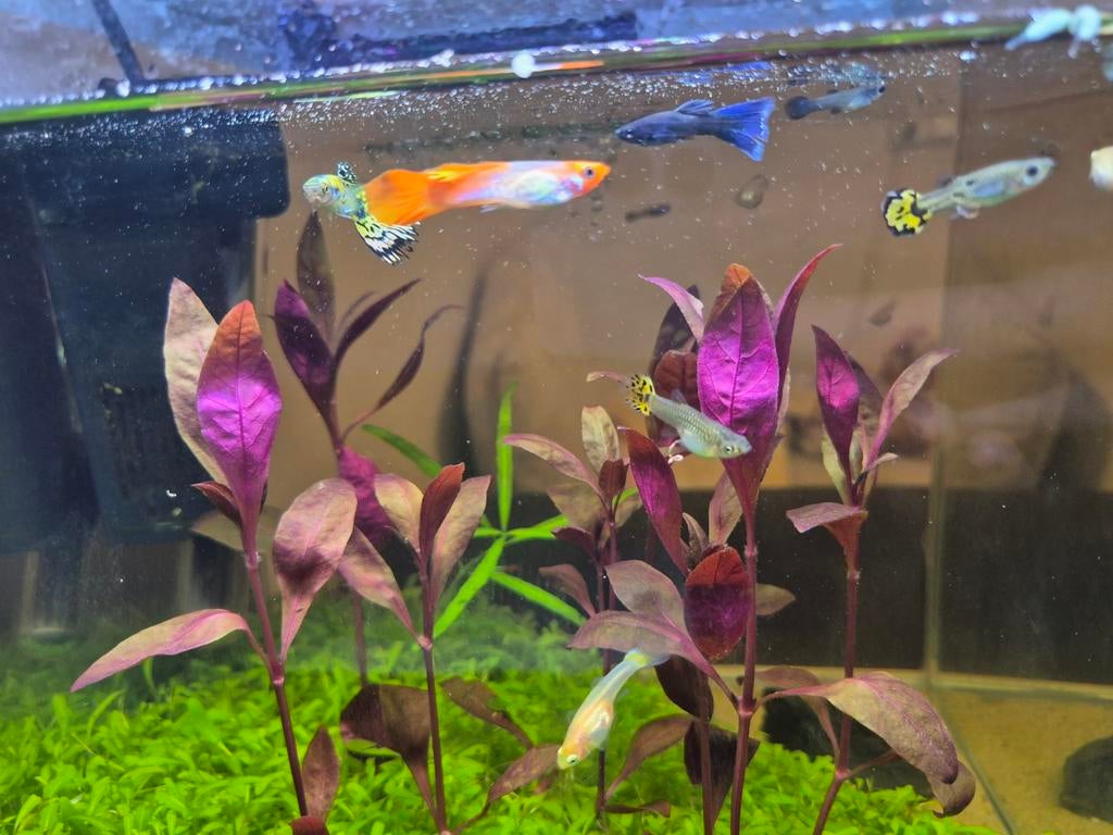 Guppy guppies, Dieren en Toebehoren, Vis