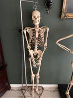 Anatomisch skelet mens, mensen skelet osteologie, Ophalen