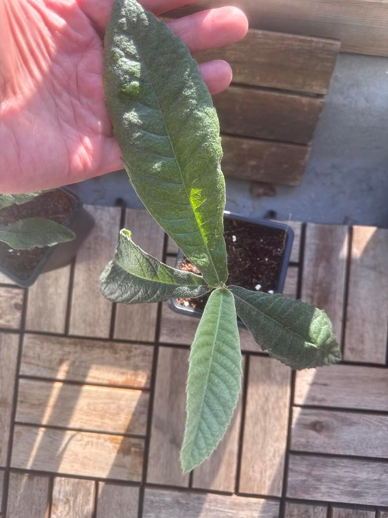 Japanse Wolmispel (Loquat) - Jonge planten, Tuin en Terras, Volle zon, Vaste plant, Ophalen of Verzenden, Fruitplanten