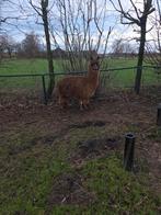 Alpaca hengst, Mannelijk, Schaap