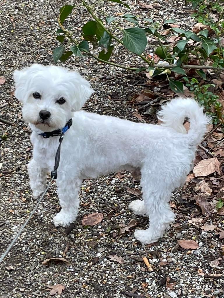 Oppas gezocht voor mijn lieve hondje Binky, Particuliere oppas